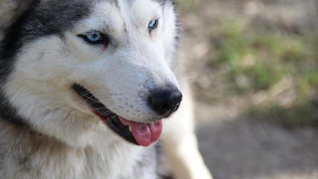 photo-husky-danjou.jpg