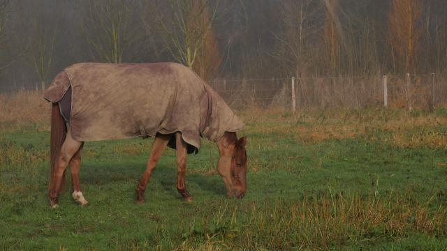 L'isle Briand (9)