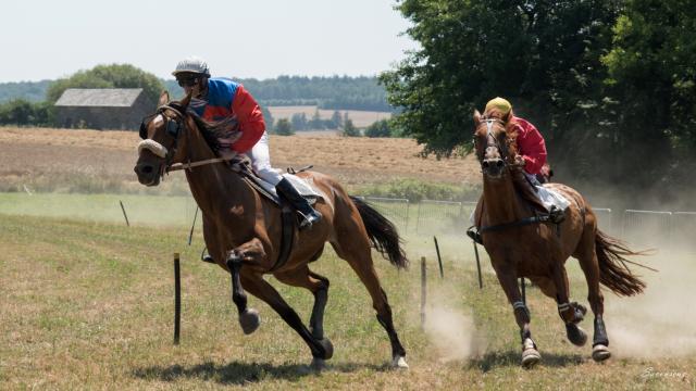 chevaux-pauline-6.jpg