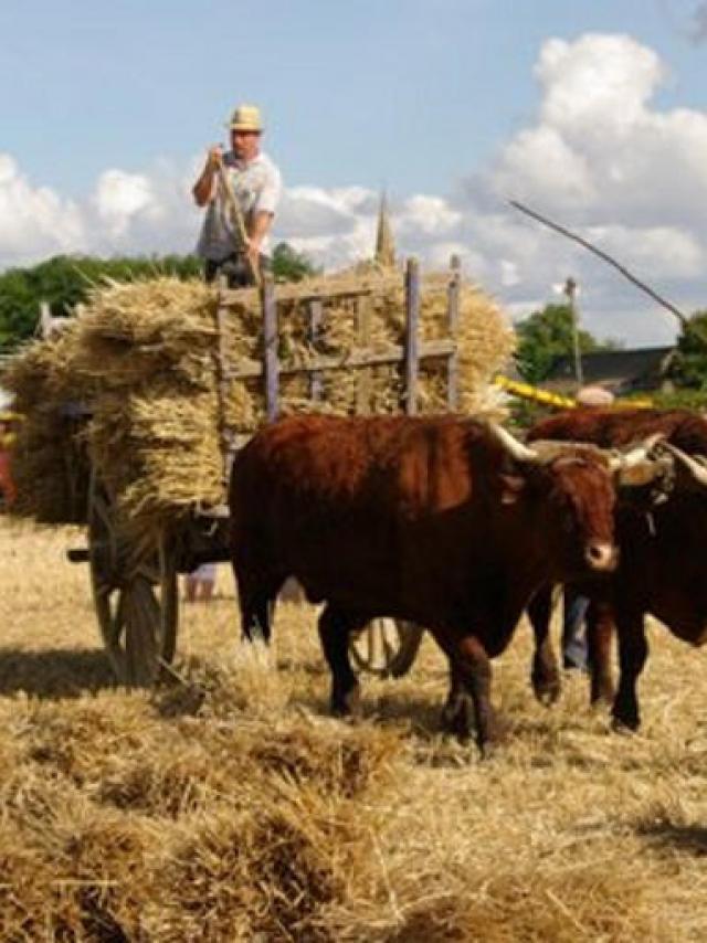 Fete Des Battages Angris